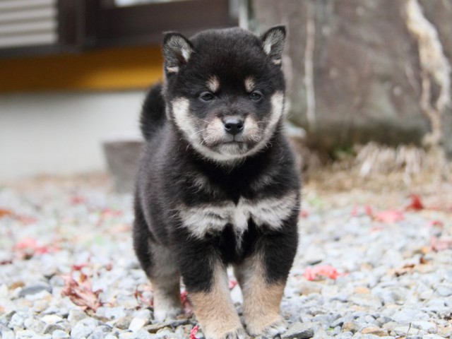 IMG_5247-shibainu-koinu IMG_5247-shibainu-koinu