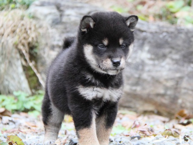 IMG_5302-shibainu-koinu IMG_5302-shibainu-koinu