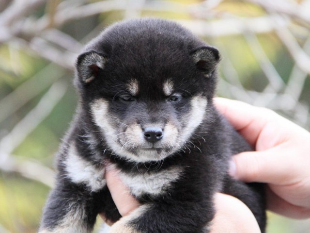 IMG_5421-shibainu-koinu IMG_5421-shibainu-koinu