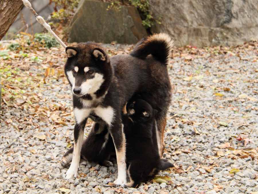IMG_5735-shibainu-koinu