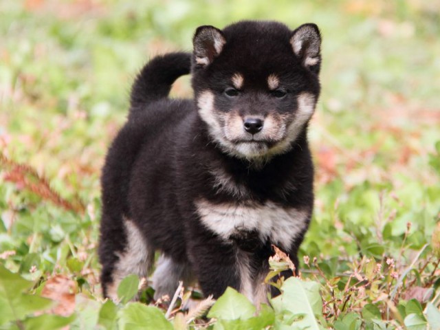 IMG_7201-shibainu-koinu IMG_7201-shibainu-koinu