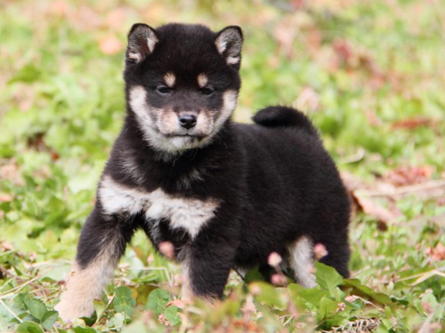 IMG_7211-shibainu-koinu IMG_7211-shibainu-koinu