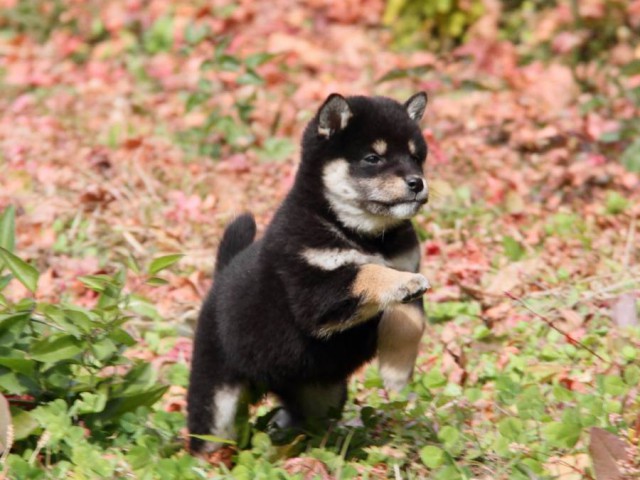 IMG_7235-shibainu-koinu IMG_7235-shibainu-koinu