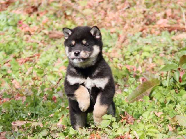 IMG_7294-shibainu-koinu IMG_7294-shibainu-koinu