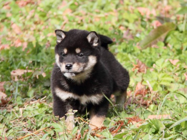 IMG_7298-shibainu-koinu IMG_7298-shibainu-koinu