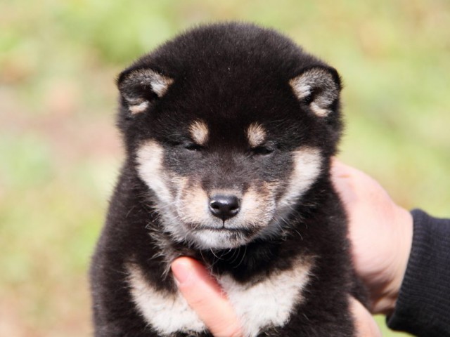 IMG_7333-shibainu-koinu IMG_7333-shibainu-koinu