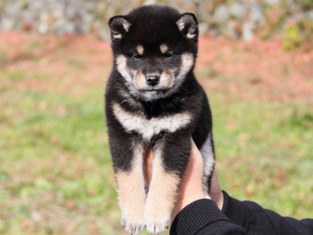 IMG_7334-shibainu-koinu IMG_7334-shibainu-koinu
