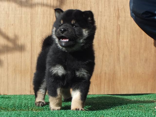 kuro0001-puppy kuro0001-puppy