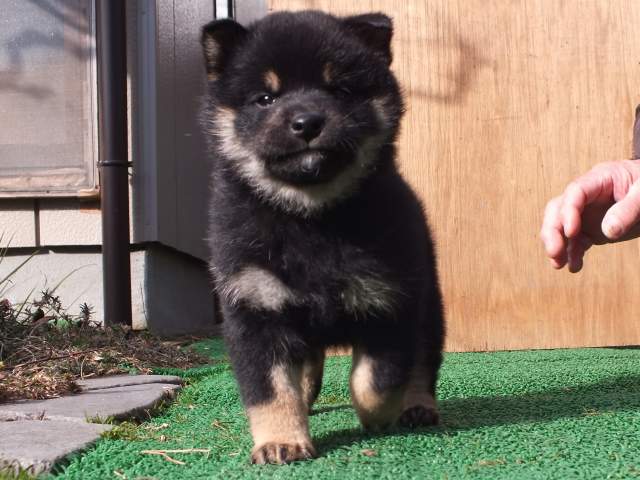 kuro0002-puppy kuro0002-puppy