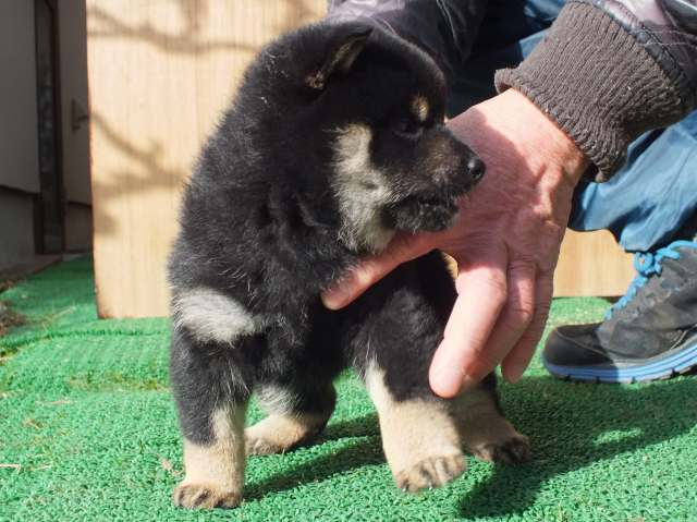 kuro0004-puppy kuro0004-puppy
