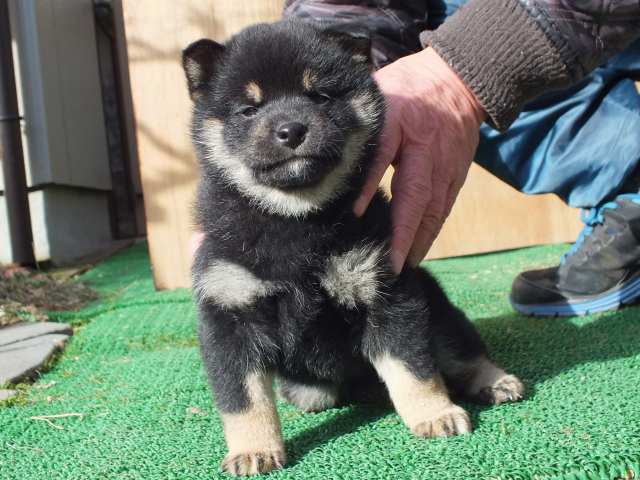 kuro0006-puppy kuro0006-puppy