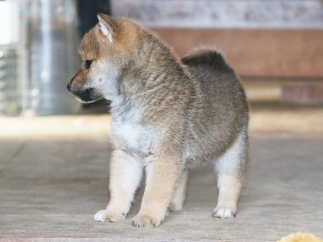 00000008-puppy 00000008-puppy
