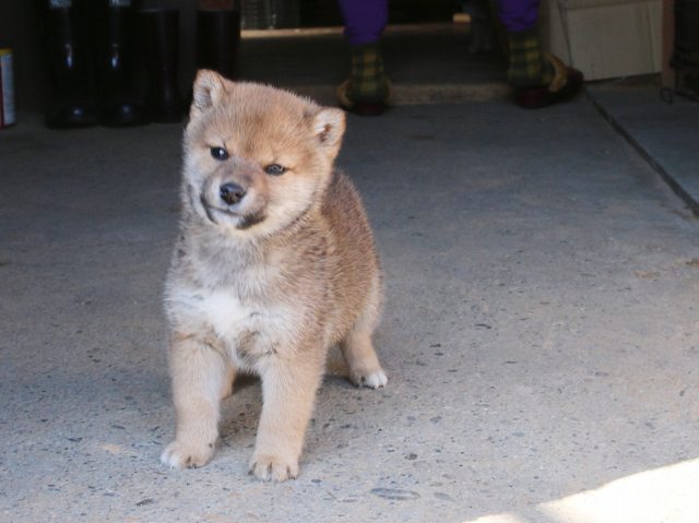 00000009-puppy 00000009-puppy