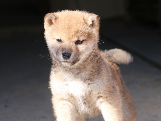 00000013-puppy 00000013-puppy