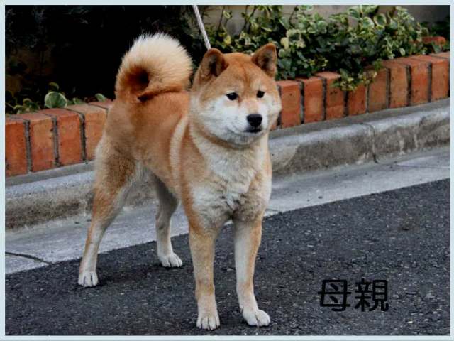 琴菊 琴菊