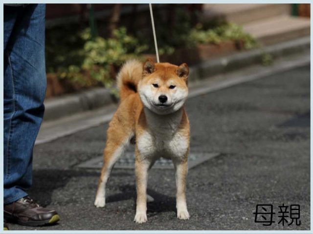 美鈴 美鈴