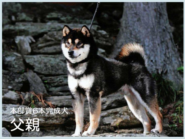 将竜 将竜