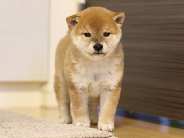 FP5A1522-puppy FP5A1522-puppy