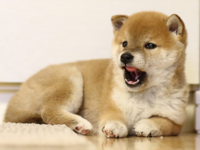 FP5A1557-puppy FP5A1557-puppy