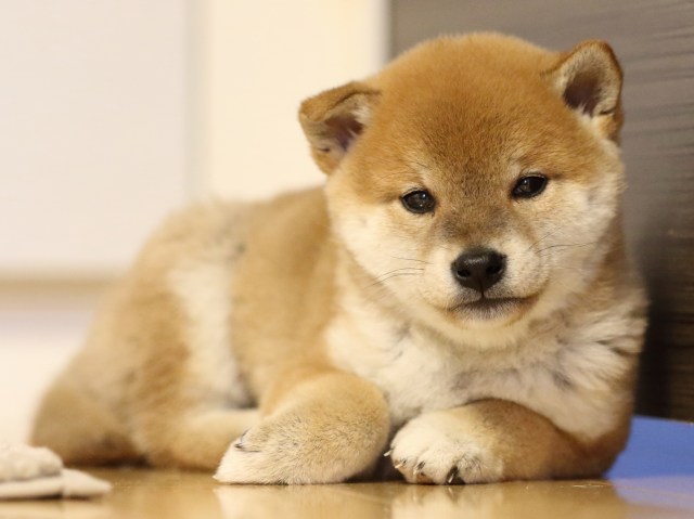 FP5A1599-puppy FP5A1599-puppy