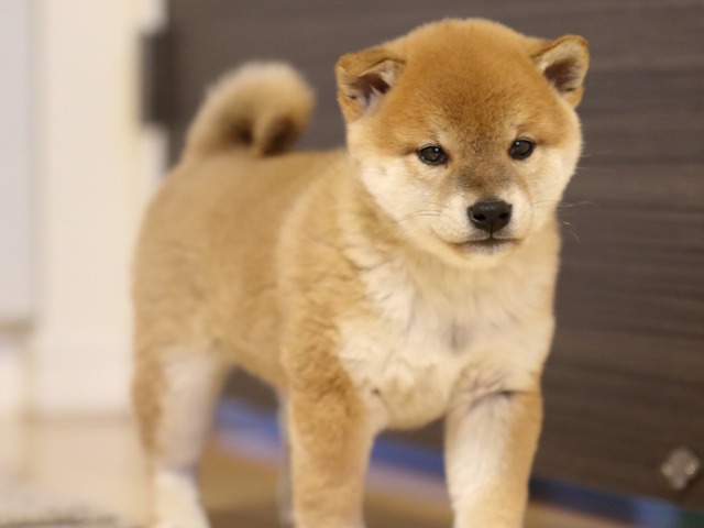 FP5A1620-puppy FP5A1620-puppy