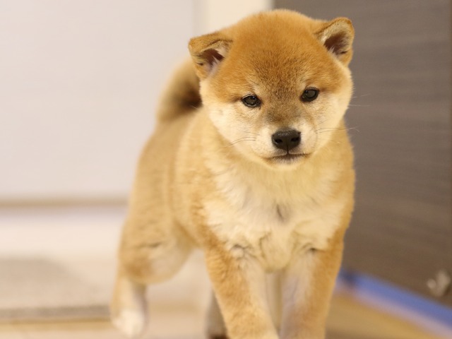 FP5A1622-puppy FP5A1622-puppy