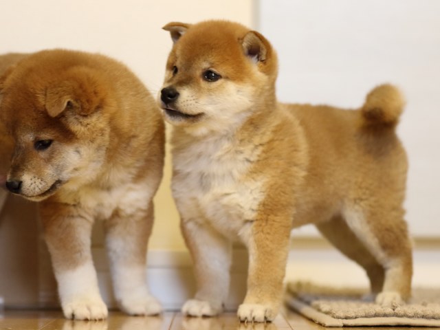 FP5A1731-puppy FP5A1731-puppy