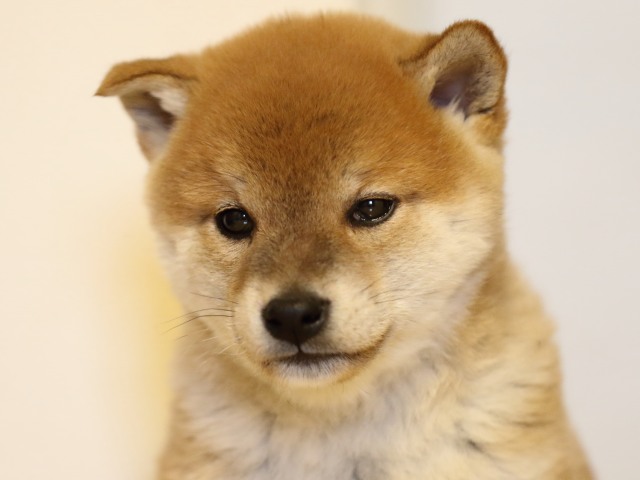 FP5A1738-puppy FP5A1738-puppy