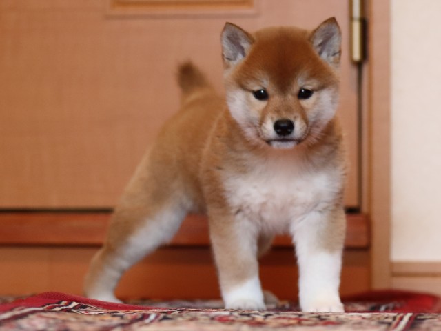 FP5A1793-puppy FP5A1793-puppy