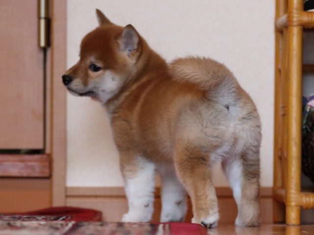 FP5A1806-puppy FP5A1806-puppy
