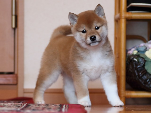 FP5A1838-puppy FP5A1838-puppy