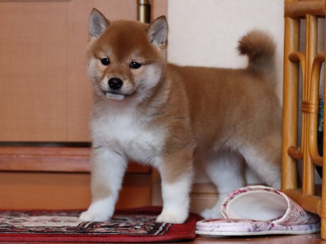 FP5A1902-puppy FP5A1902-puppy