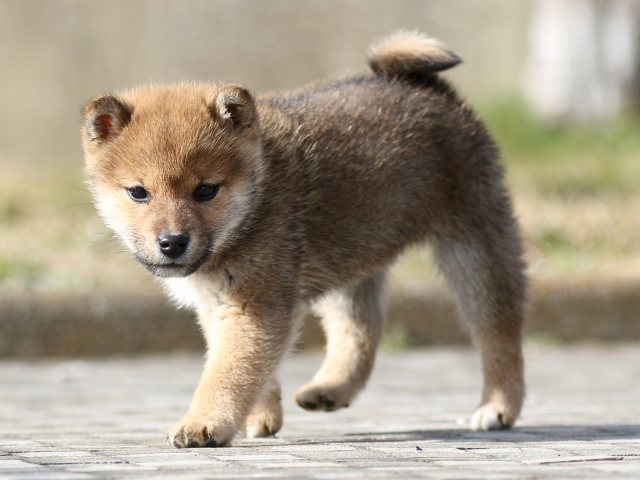 FP5A4272-puppy FP5A4272-puppy