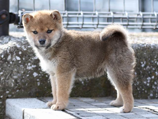 FP5A4304-puppy FP5A4304-puppy