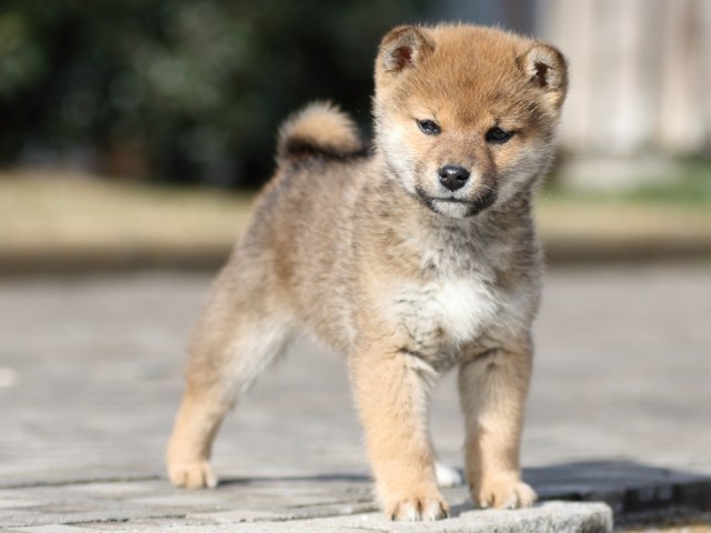 FP5A4308-puppy FP5A4308-puppy