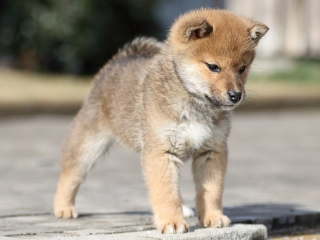 FP5A4315-puppy FP5A4315-puppy
