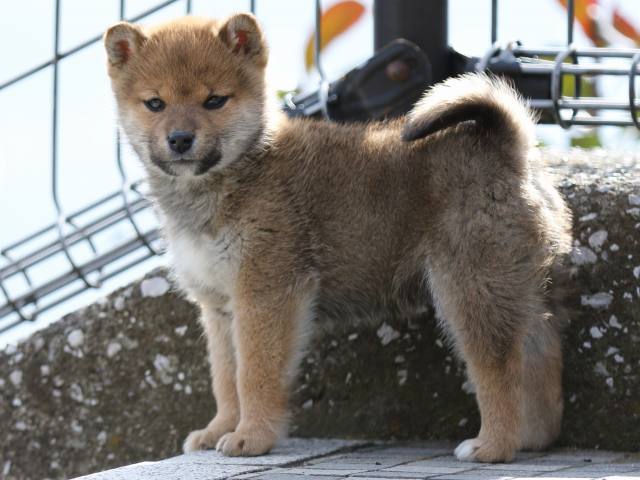 FP5A4335-puppy FP5A4335-puppy