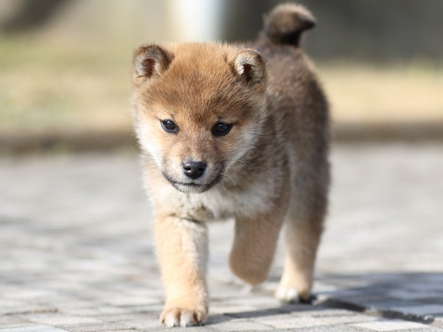 FP5A4393-puppy FP5A4393-puppy