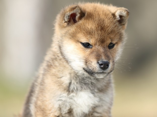 FP5A4465-puppy FP5A4465-puppy