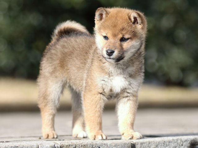 FP5A4488-puppy FP5A4488-puppy