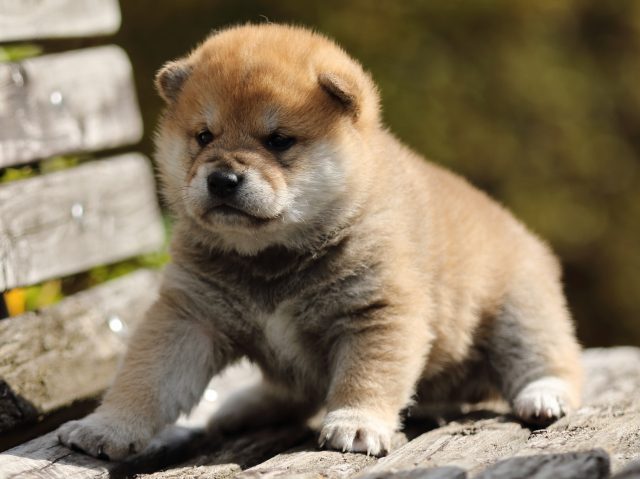FP5A4590-puppy FP5A4590-puppy