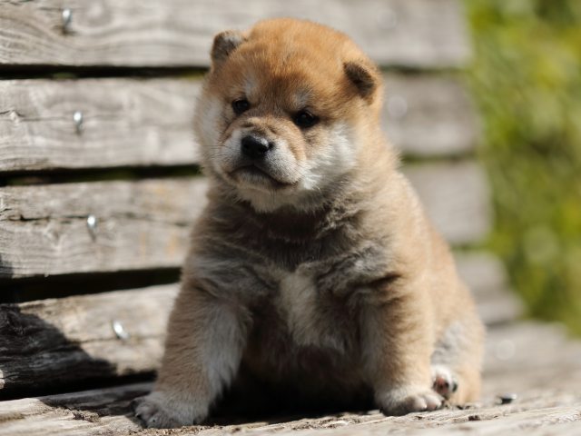 FP5A4613-puppy FP5A4613-puppy