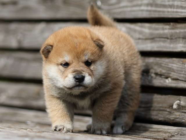 FP5A4628-puppy FP5A4628-puppy