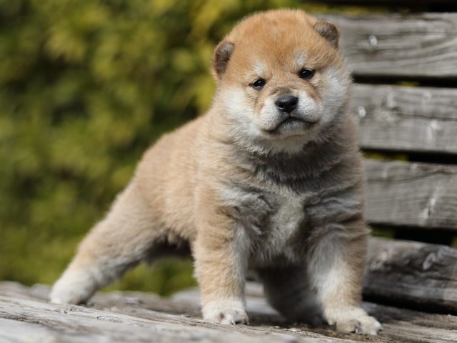 FP5A4639-puppy FP5A4639-puppy