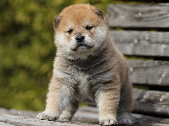 FP5A4656-puppy FP5A4656-puppy