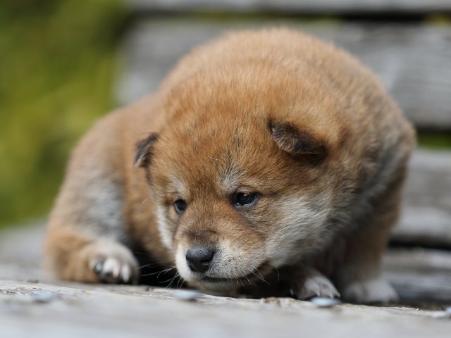 FP5A4704-puppy FP5A4704-puppy