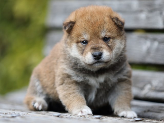 FP5A4729-puppy FP5A4729-puppy