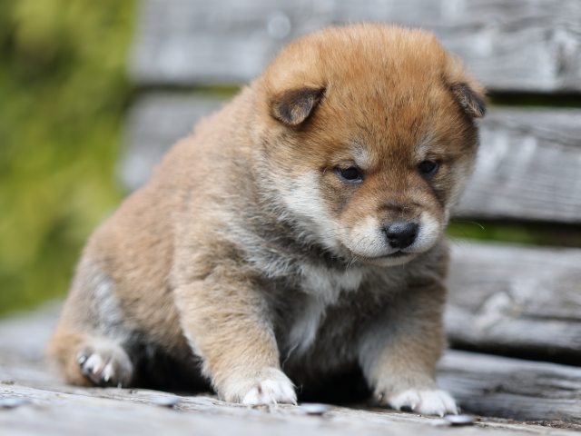 FP5A4732-puppy FP5A4732-puppy