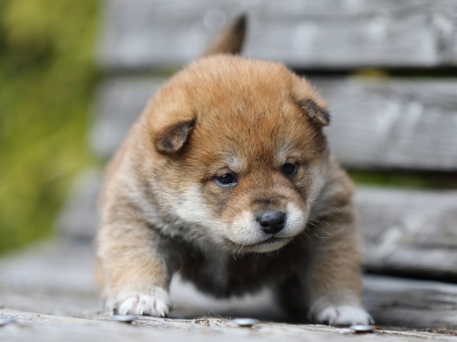 FP5A4741-puppy FP5A4741-puppy