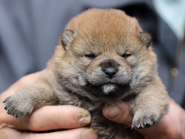 FP5A4821-puppy FP5A4821-puppy